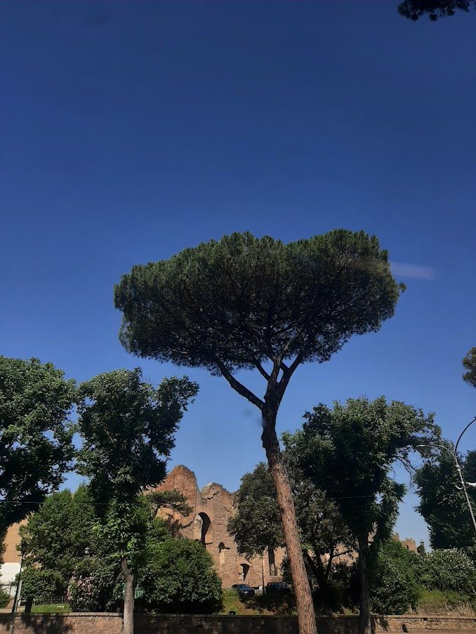 Rome, trees