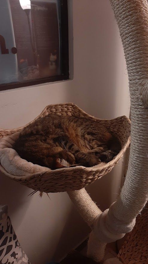 Mačkafé, Bratislava