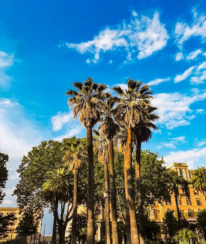 Rome, palms